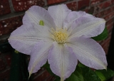 Clematis 'Ice Blue' 2019 - 001